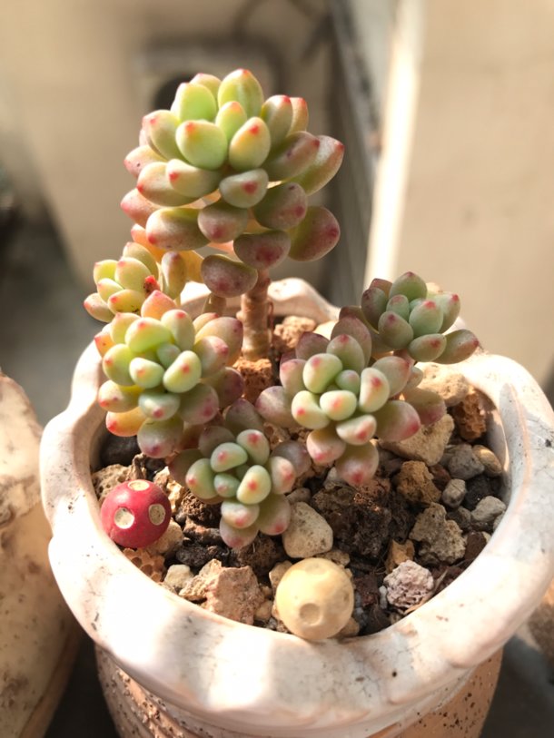 雙十一你買到了什么滿意的or不滿意的？