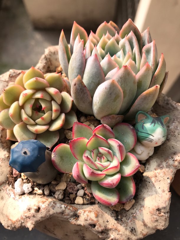 雙十一你買到了什么滿意的or不滿意的？
