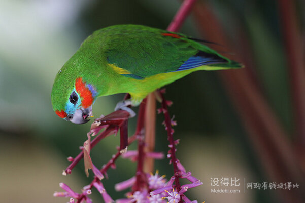 Canon 佳能 EOS 70D 單反套機(jī) （EF-S 18-200mm f/3.5-5.6 IS 鏡頭） 7499元包郵（7799-300） 