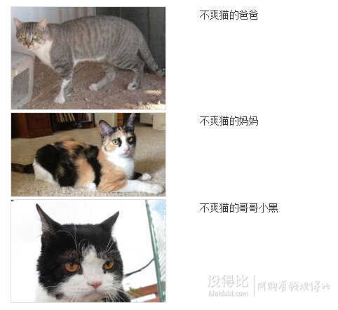 Gund Grumpy Cat 不爽貓毛絨公仔