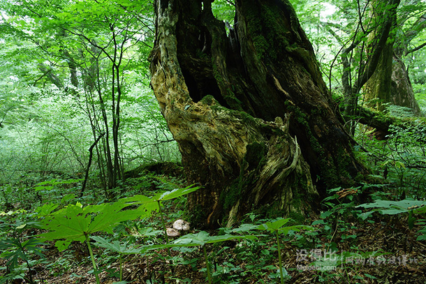 首破6K！SONY 索尼 Vario-Tessar T* FE 24-70mm F4 ZA OSS 蔡司全畫幅變焦微單鏡頭  5999元包郵