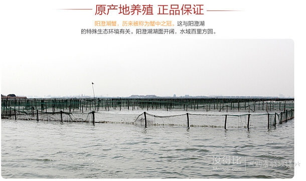 江浙滬皖包郵：陽(yáng)澄湖大閘蟹 2.2-2.6兩 4只裝   19.9元（69.9-30-20）