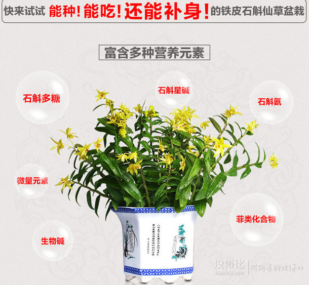 【原創(chuàng) 】江楠楓 鐵皮石斛苗5-8株 含盆 13.6元包郵（16.6-3元券）