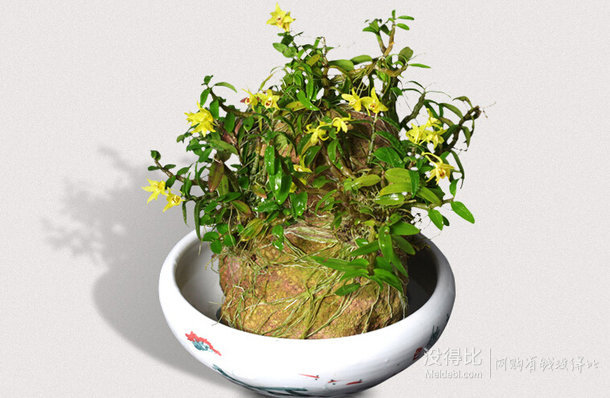 【原創(chuàng) 】江楠楓 鐵皮石斛苗5-8株 含盆 13.6元包郵（16.6-3元券）