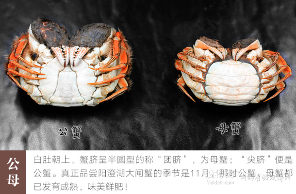 秋正肥 阳澄湖 六月黄大闸蟹 公母蟹