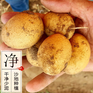 食时谷 张北坝上农家自产新鲜黄心高山小土豆 6斤