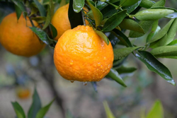清江椪柑 一级柑橘桔子橘子拍两件发五斤包邮
