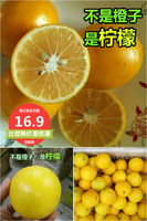 新鲜柠檬当季水果重庆万州黄柠檬买5斤送3斤共8斤 北京柠檬