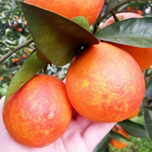 重慶血橙 紅心臍橙 5斤