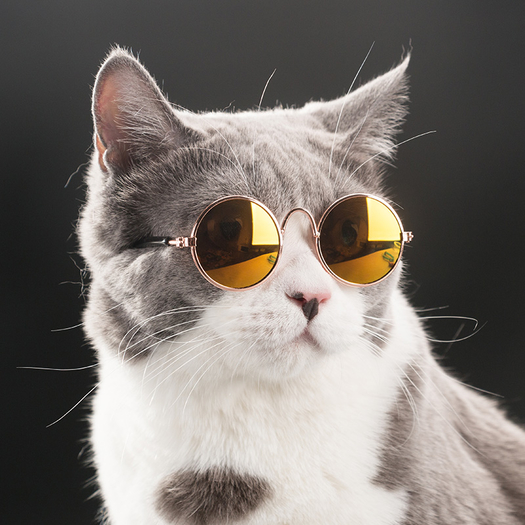 神经猫 宠物装饰用墨镜 11.8元包邮(需用券)