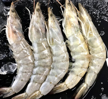 ​厄瓜多尔进口白虾3.2斤 净重1.5-1.6kg