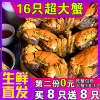 六月黄螃蟹现货生鲜特大毛蟹公母混装鲜活大闸蟹16只