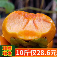 2019现货脆甜柿子苹果硬柿脆柿子新鲜水果共10斤