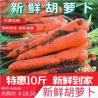 新鲜胡萝卜沙土地新鲜蔬菜水果红萝卜现挖现发10斤