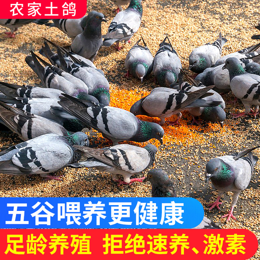 守绿新鲜乳鸽农家散养鸽子3只1000g送汤料包
