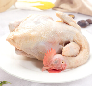 供港品質(zhì)！溫氏 土雞農(nóng)家散養(yǎng)三黃雞 1.6斤（800g）