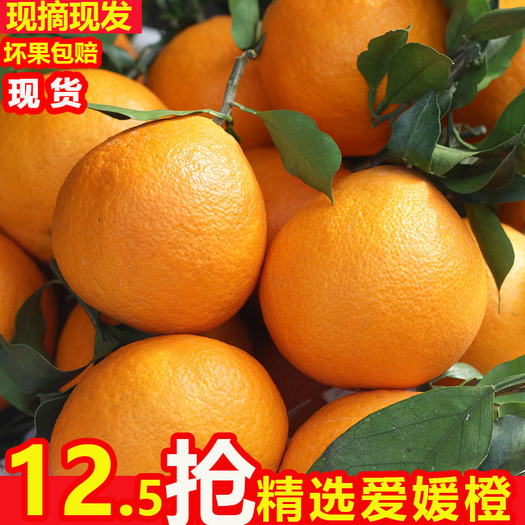 山棒子 爱媛38号果冻橙 大果 5斤