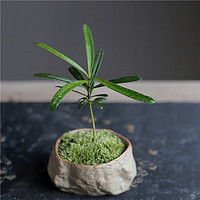 香昔庄园海岛礁石罗汉松带盆栽好
