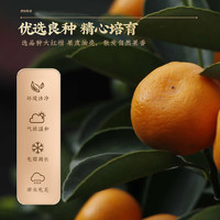 Tiger Mark 虎標茶 虎標陳皮絲 130g