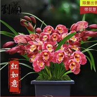 劉閣蘭花 墨蘭年宵大花 紅如意（3苗連體帶花芽）