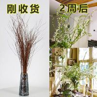 水培雪柳鮮花20支60cm