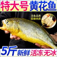 XYXT 蝦有蝦途 1斤1條黃花魚(yú)新鮮冷凍特大號(hào)黃花魚(yú)