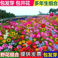 綠中城 野花組合花種子四季播種開花易活格桑花波斯菊花種籽子太陽花種孑