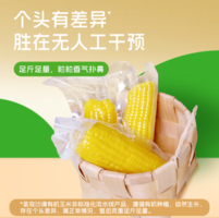 SHENGMU SINCE 圣牧源选  有机糯玉米   1.76kg约8-10棒