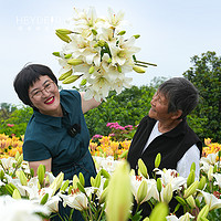 海蒂的花園 百合種球重瓣香水切花品種庭院陽臺球根植物