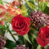 京东鲜花 康乃馨红玫瑰鲜花花束 情人节520礼物送女友送老婆