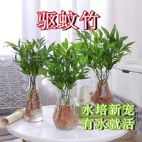 卿飛凡 水培竹柏綠植富貴竹盆栽驅蚊竹水培植物室內(nèi)客廳好養(yǎng)耐寒四季常青