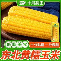 十月稻田 黃糯玉米220g3根6根10根東北粘玉米軟糯香甜真空獨(dú)立