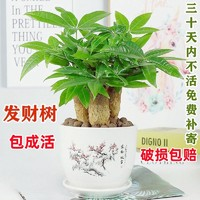 梵花壹木 發(fā)財(cái)樹(shù)盆栽