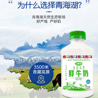 青海湖 高原鮮牛奶500ml*4瓶巴氏殺菌低溫鮮奶