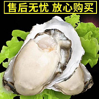 產(chǎn)地直發(fā) 乳山生蠔 3XL  順豐冷鏈  5斤 （帶官方溯源防偽標(biāo)識、死蠔包賠)