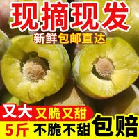 阿饒 李子茵紅李半邊脫骨李子四川半邊紅5斤新鮮水果