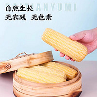 美農(nóng)哥 東北白甜糯玉米 260g*10支