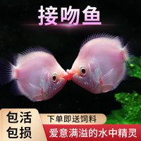 FKSC 接吻魚(yú) 親嘴兒魚(yú) 2條