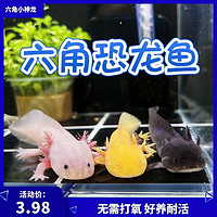 ZEYU MINGCHONG 澤馭名寵 六角恐龍魚(yú) 冷水魚(yú)觀賞魚(yú) 8-10cm 1條