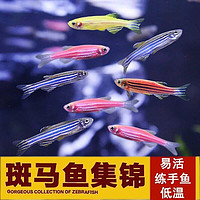 觀賞魚 糖果斑馬魚 10條 1.5-2.5cm