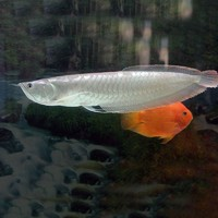 銀龍魚 觀賞魚 14-16cm 1條裝