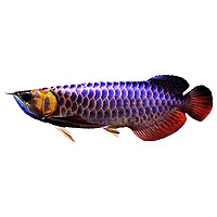 XINGMATAI 星馬泰 冠軍級 古典藍(lán)鉆金龍魚 25-26cm