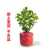 兩草三花 小號(hào)茉莉花+肥料 2顆