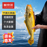 鮮京采 冰鮮黃魚500g*2條(凈重1kg) 寧德大黃魚  生鮮魚類 地標(biāo)源頭直發(fā)