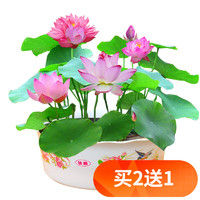 歐悟 碗蓮種子室內(nèi)盆栽水培植物水養(yǎng)荷花綠植花卉風信子水仙花種球睡蓮 混色種子30粒+盆+營養(yǎng)液+水晶珠