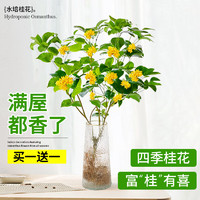 壹植 水培植物桂花樹苗盆栽帶花濃香室內(nèi)辦公室桌面水養(yǎng)四季桂綠植花卉 水培桂花30-40cm單植物1棵+養(yǎng)液