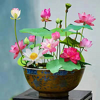 碗蓮水培植物花卉室內(nèi)花好養(yǎng)四季開花種子籽水養(yǎng)荷花盆栽睡蓮?fù)ピ?></span>
                    </div>
                    <div   id=