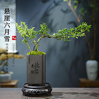 KaiShiguo Plants 開時(shí)果 懸崖六月雪盆栽 厚德載物盆+苔蘚+底托