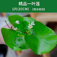 臨雅 一葉蓮 1片 直徑10cm