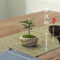 八芽 海島羅漢松指尖微型盆栽桌面迷你拇指好養(yǎng)植物 凌云羅漢松（拇指款）